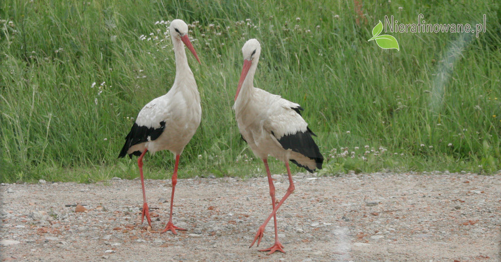 Męska sprawa - testosteron.